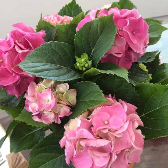 Meet your Posher, Robin - Picture 1 of 1